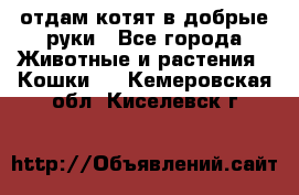 отдам котят в добрые руки - Все города Животные и растения » Кошки   . Кемеровская обл.,Киселевск г.